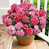 Artificial Geranium Fake Flowers for Outdoors Decoration, 6 Bundles Silk Geraniums Flower UV Resistant Look Real Faux Plants for Front Door Garden Porch Planter Patio Balcony Yard Indoor Home, Mix