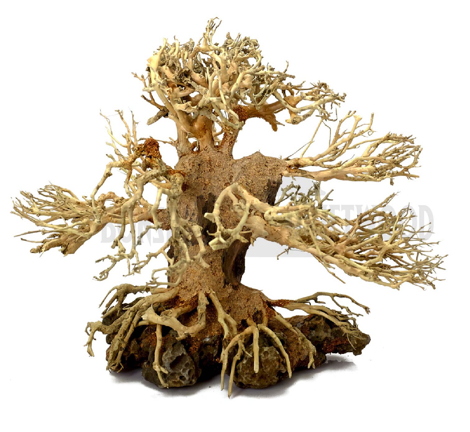 Bonsai Driftwood Aquarium Tree ALS On Rock (6 Inch Height Right Side