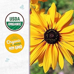 Back to the Roots 100% Organic Seed Packet - Daisy