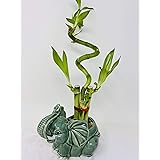 jm bamboo-Lucky Bamboo - indoor house plant bring good luck and Elephant vase good Feng Shui