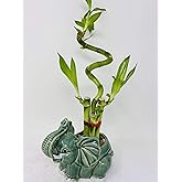 jm bamboo-Lucky Bamboo - indoor house plant bring good luck and Elephant vase good Feng Shui