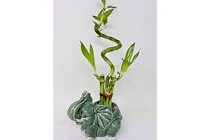 jm bamboo-Lucky Bamboo - indoor house plant bring good luck and Elephant vase good Feng Shui