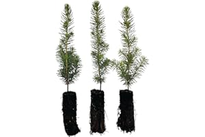 White Spruce Live Tree Seedlings | 6"-12" | Arbor Day Foundation (3-Pack)