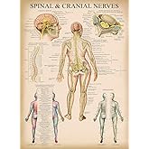 Palace Learning Vintage Spinal Nerves Anatomical Chart - Spine and Cranial Nervous System Anatomy Poster (with Dermatomes) Laminated - 18" x 24"