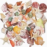 Natural Sea Shells Mixed Beach Seashells 9 Kinds 1.2"-3.5" 2 Kinds Starfish | Decorative Seashells for Bowls, Beach Themed Wedding Party, DIY Arts Crafts Project, Aquarium Fish Tank and Vase Filler