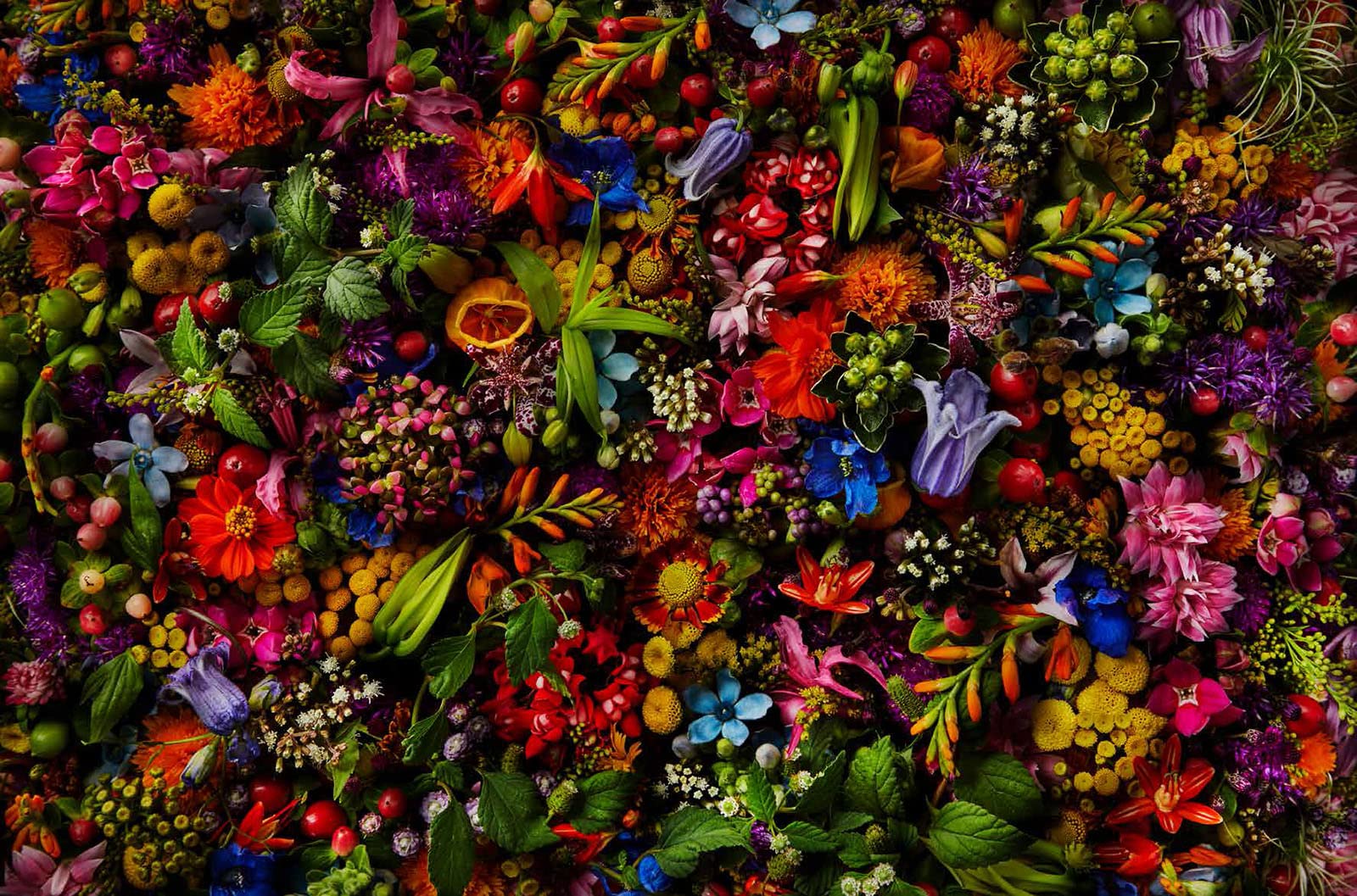 Encyclopedia Of Flowers 植物図鑑v 東 信 椎木 俊介 本 通販 Amazon