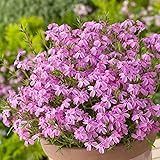 Polsterphlox Polsterphlox