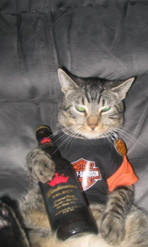 Amazon.com: Beer Bong Cat Live Wallpaper: Appstore for Android