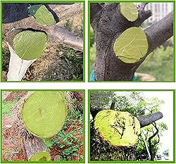 500g Tree Wound Sealer, Tree Wound Pruning