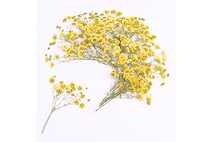 LYFORTZY 30 Pcs Yellow Small Dried Babys Breath Flowers for Resin ,Real Dried Babys Breath Pressed Flower for Wedding Invitations Wax Seals ,Dry Flat Baby's Breath Flower with 1 Tweezers.