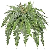 Hollyone Artificial Fern Plants in White Pot 25.5" Medium Artificial Boston Fern 31 Leaves for Outdoors & Indoor Faux Potted Plants Fake Ferns Bush Plant Patio Garden Farmhouse Porch Decor Dusty Green