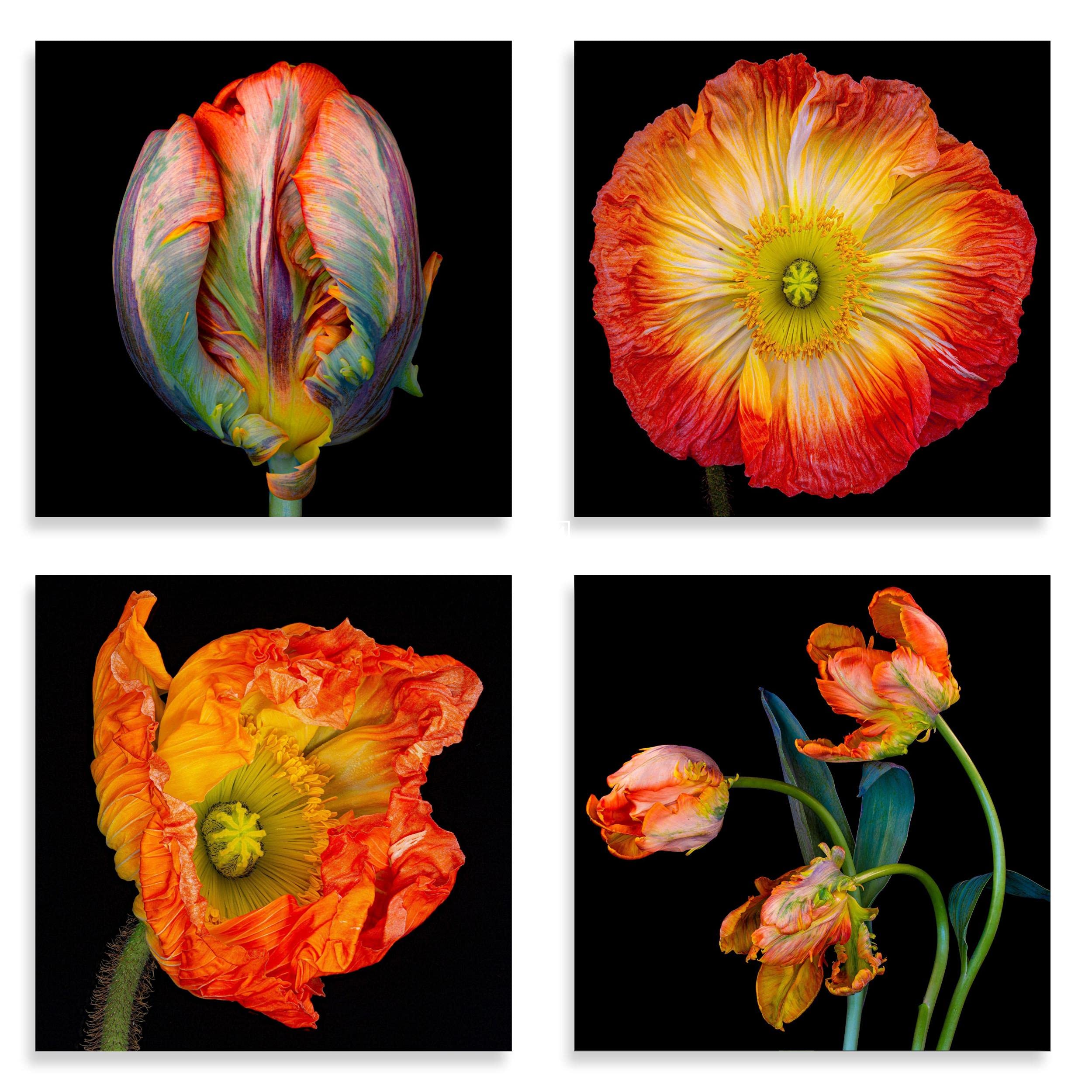 Kay Minter Birthday/Greeting Flower Art Cards - Luxury Selection Pack of 4 With Envelopes - Blank Inside