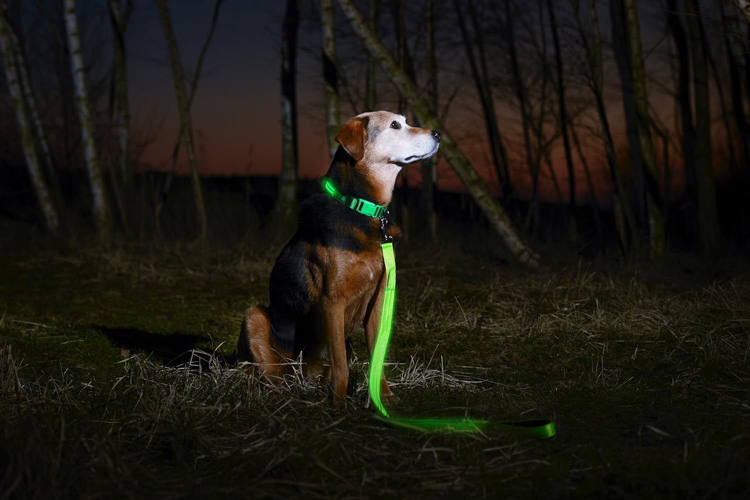 LED Dog Collar - USB Rechargeable - Available in 6 Colors & 6 Sizes - Makes Your Dog Visible, Safe & Seen : Pet Supplies