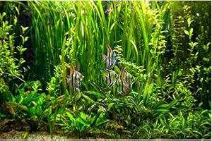 ZatiasMiller Aquarium Background Underwater Green Algae Fish Tank Background Lush Green Aquatic Plants Terrarium Enclosure Background Under Water Sea Grass Sands Tank Background Wallpaper 24x12in