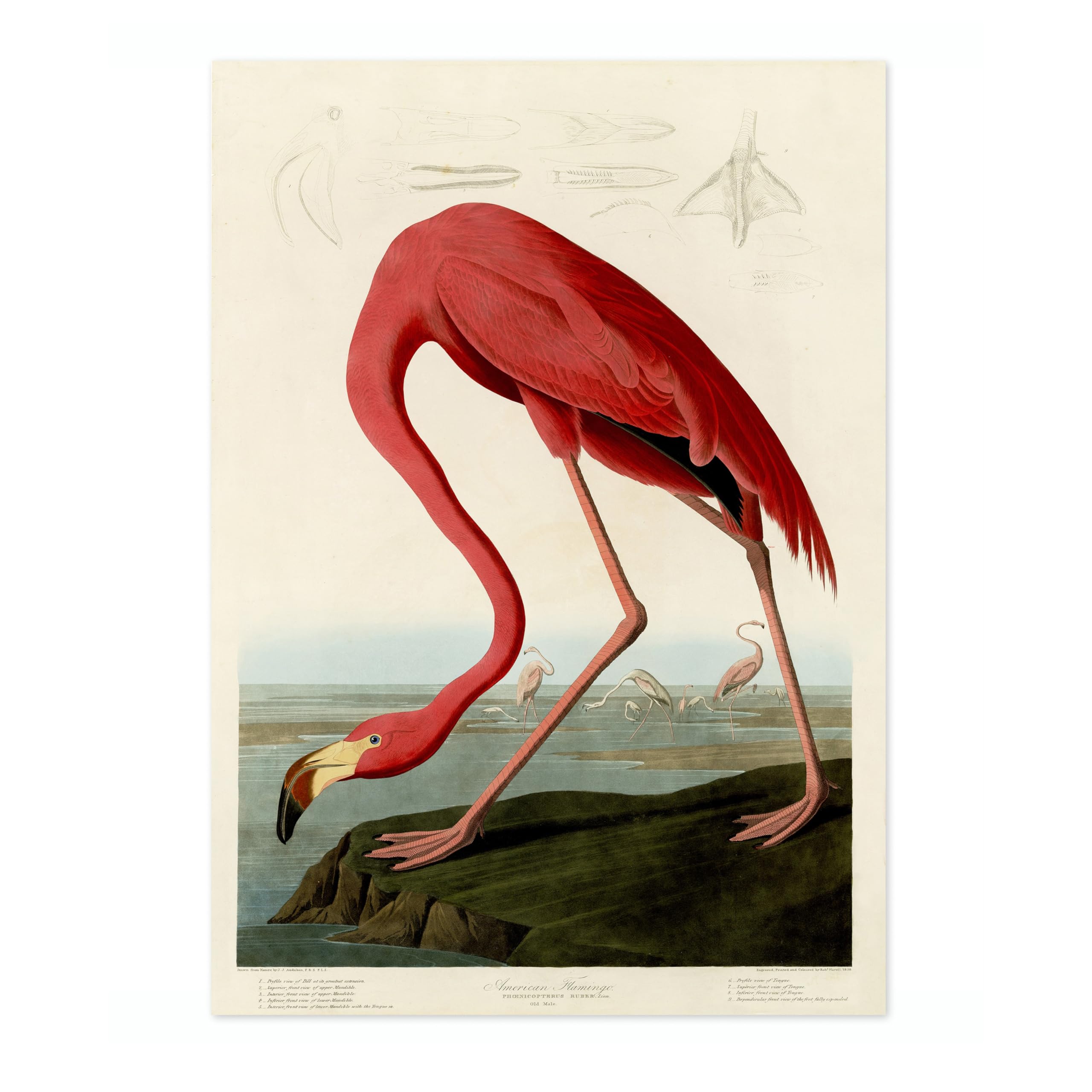 American Flamingo Poster John James Audubon Vintage Bird Illustration Antique Print Ornithology Art, Archival Matte, A2 (Print Only) - 59.4x42cm