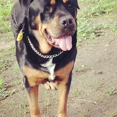 Rottweiler Dog Wallpaper Hd Wallpapers Of Rottweiler Dogs Amazon Com Au Appstore For Android