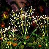 Putuzmic Solar Garden Lights Outdoor: Waterproof 2-Pack DIY Decorative Firework Lights with 2 Modes for Yard Patio Pathway Outside Fairy Decor - Christmas Gifts for Women Mom Mothers Day Warm White