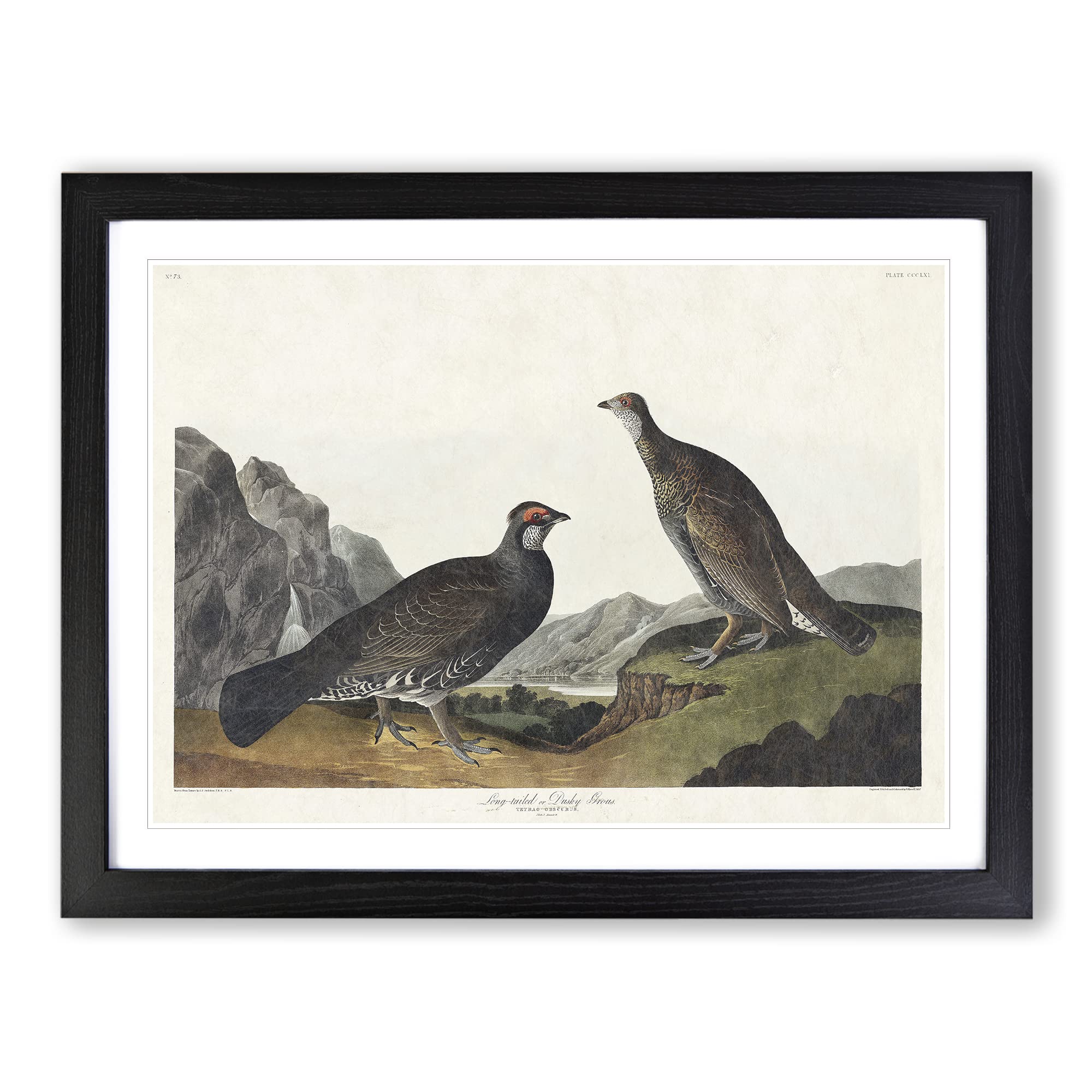 Dusky Grouse By John James Audubon Vintage Framed Print | A4 Black Framed Wall Art | Ready to Hang | Classic Nature Picture | Living Room Bedroom Lounge Office
