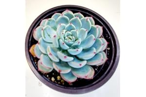 FAT PLANTS SAN DIEGO 4" Echeveria Minima, 1 Live Succulent Potted with Soil Mix, Real House Plant for Party Favors Home Indoor Outdoor Garden Wedding Decoration DIY Projects Gift, Fully Rooted in Planter by Fatplants
