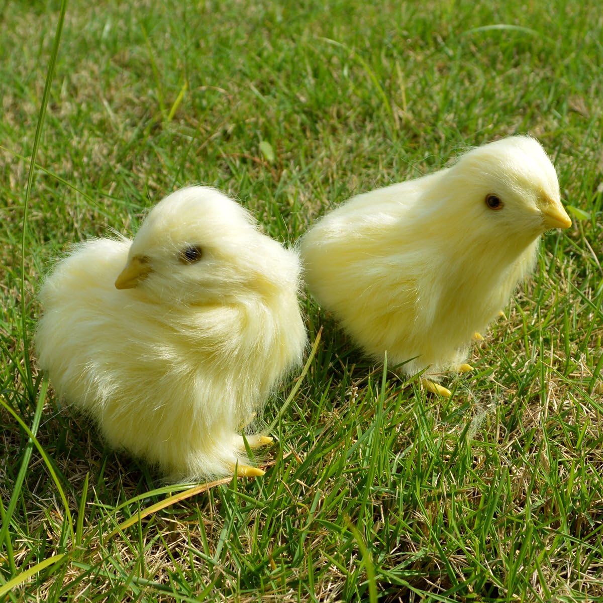 Pics Of Baby Chicks Bilscreen