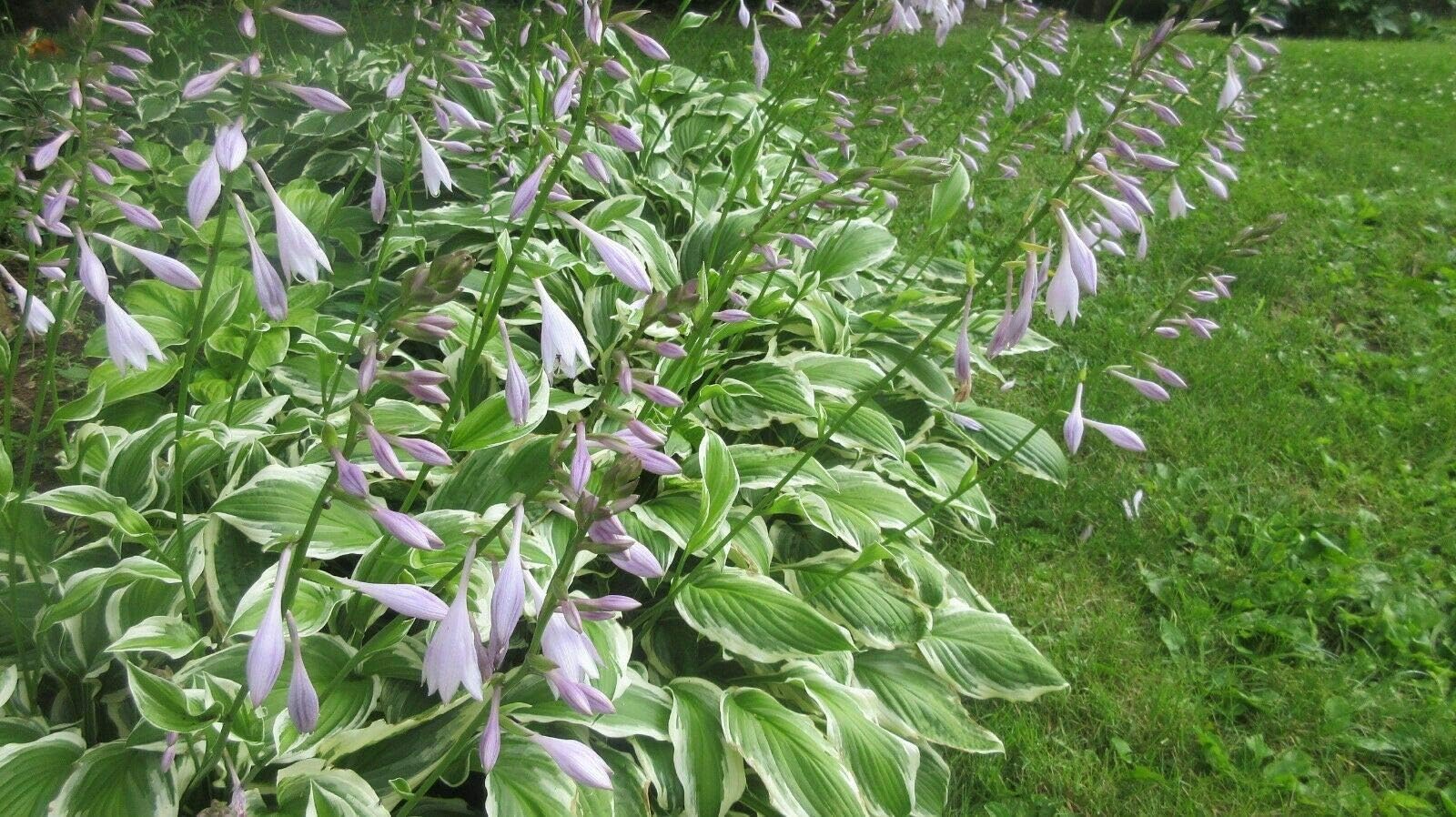 10 Live Bare Root Ready to Plant Hosta Plants Green and White Variegated Hostas