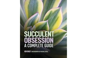 Succulent Obsession: A Complete Guide