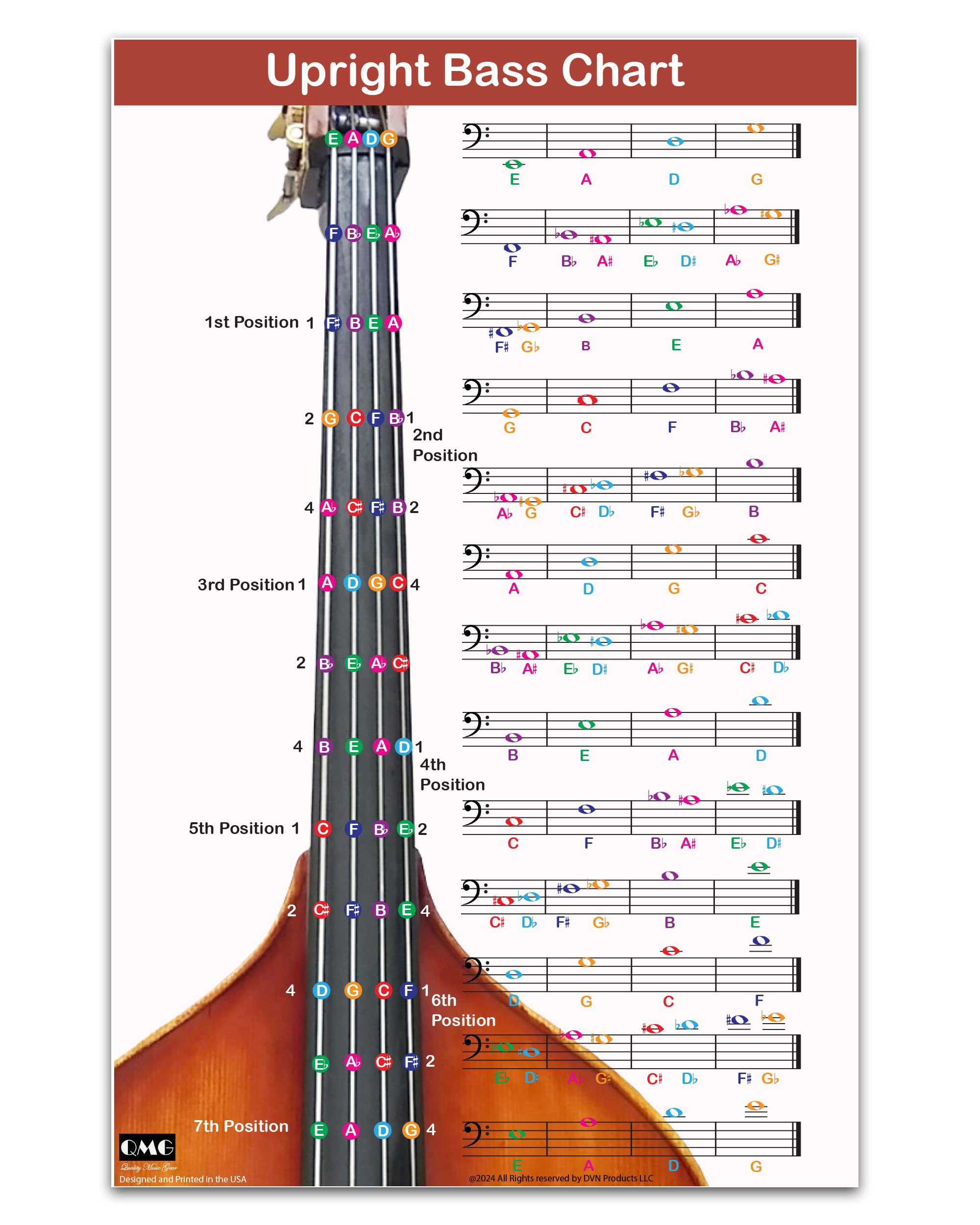 QMG Upright Bass Fingering Chart with Color-Coded Notes, Double Bass Chart Suitable for All Levels, Laminated, Size 11” x 17”
