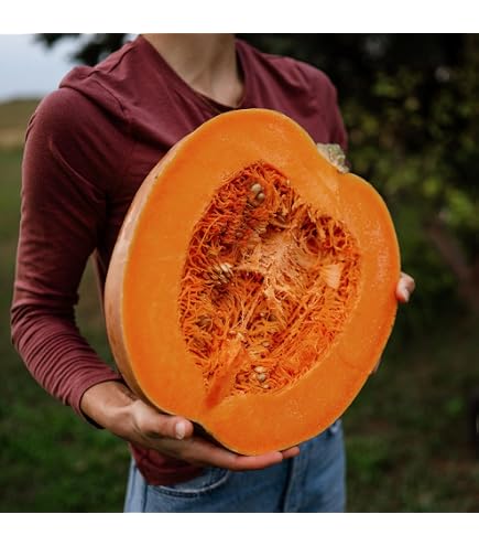 Amazon.com : TomorrowSeeds - Dickinson Pumpkin (Kentucky Field