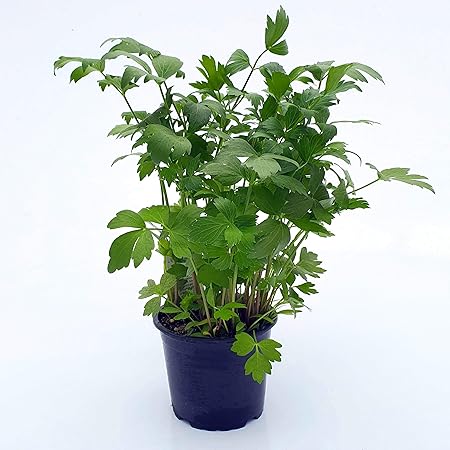 Liebstöckel - im 12cm Topf - Kräuter-Pflanze vom Gärtner - großer Liebstock | frische Liebstöckel-Pflanze