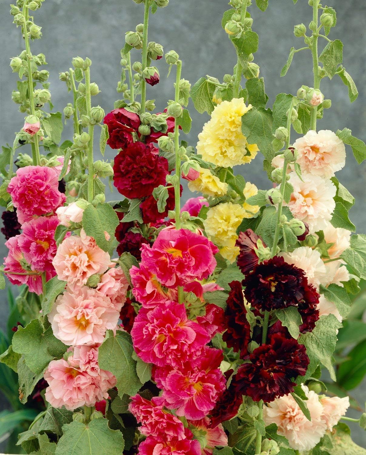 HOTUEEN Hollyhock Althaea Rose Seeds Garden Planting Outdoor Biennial Flowering Plants Flowers Random Color