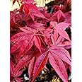 Rhode Island Red Japanese Maple 2 - Year Live Plant