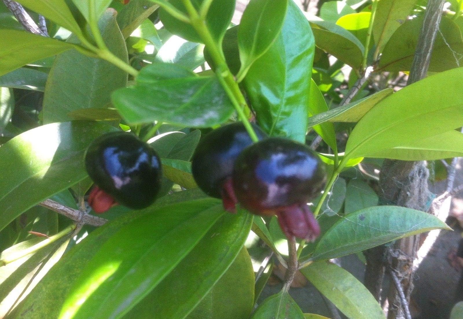 FERRY Organic Seeds only Not Plants: Grumichama, Eugenia braziliensis 3g