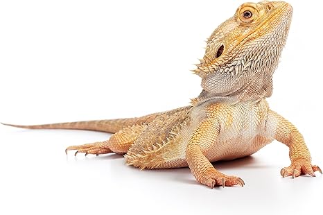 low maintenance reptiles