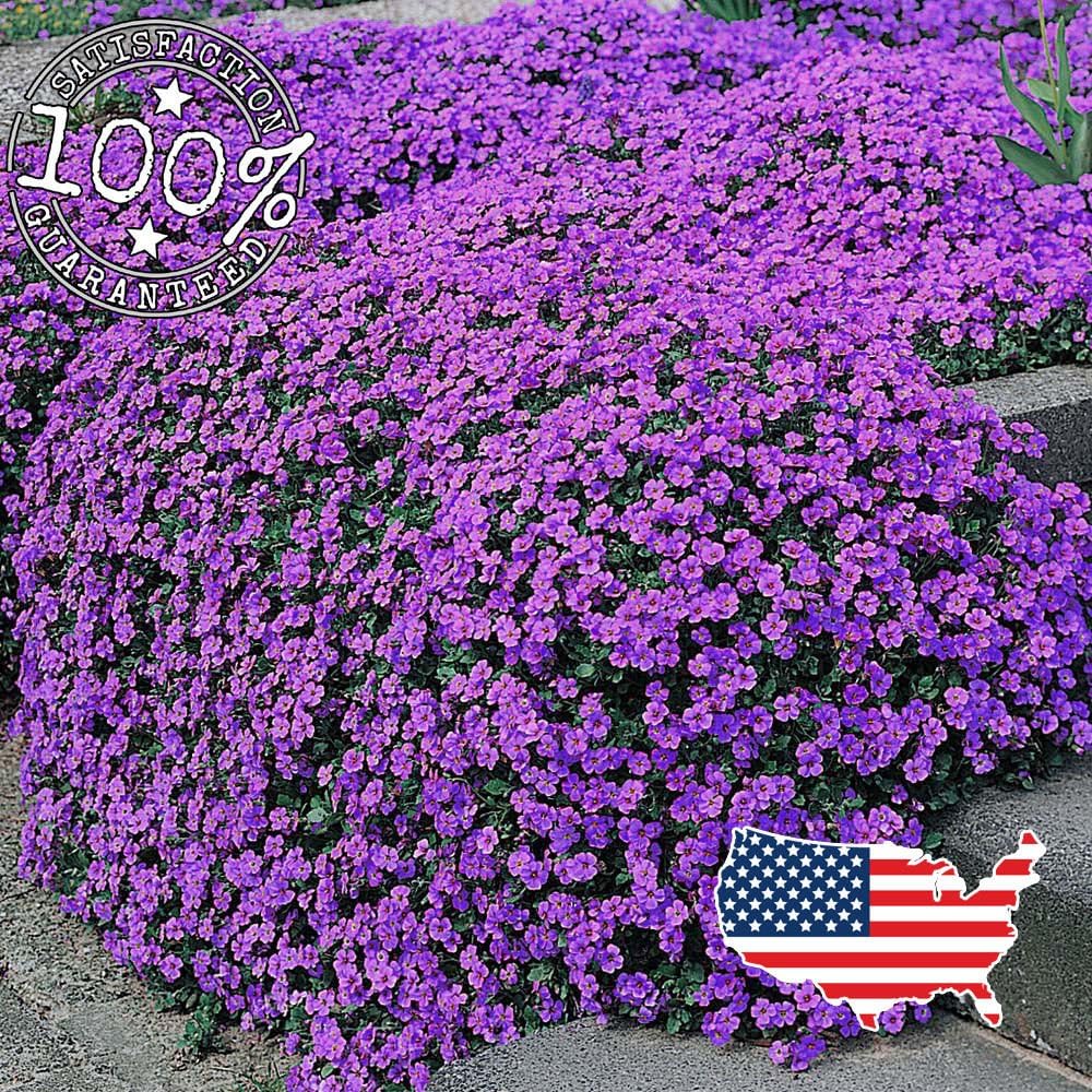 Cascade Purple Flower Seeds Perennial Deer Resistant ! 250 Aubrieta