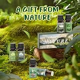 Salubrito Nature Essential Oils Set Forest Pine Ocean Breeze Rain 6x Oils view 5