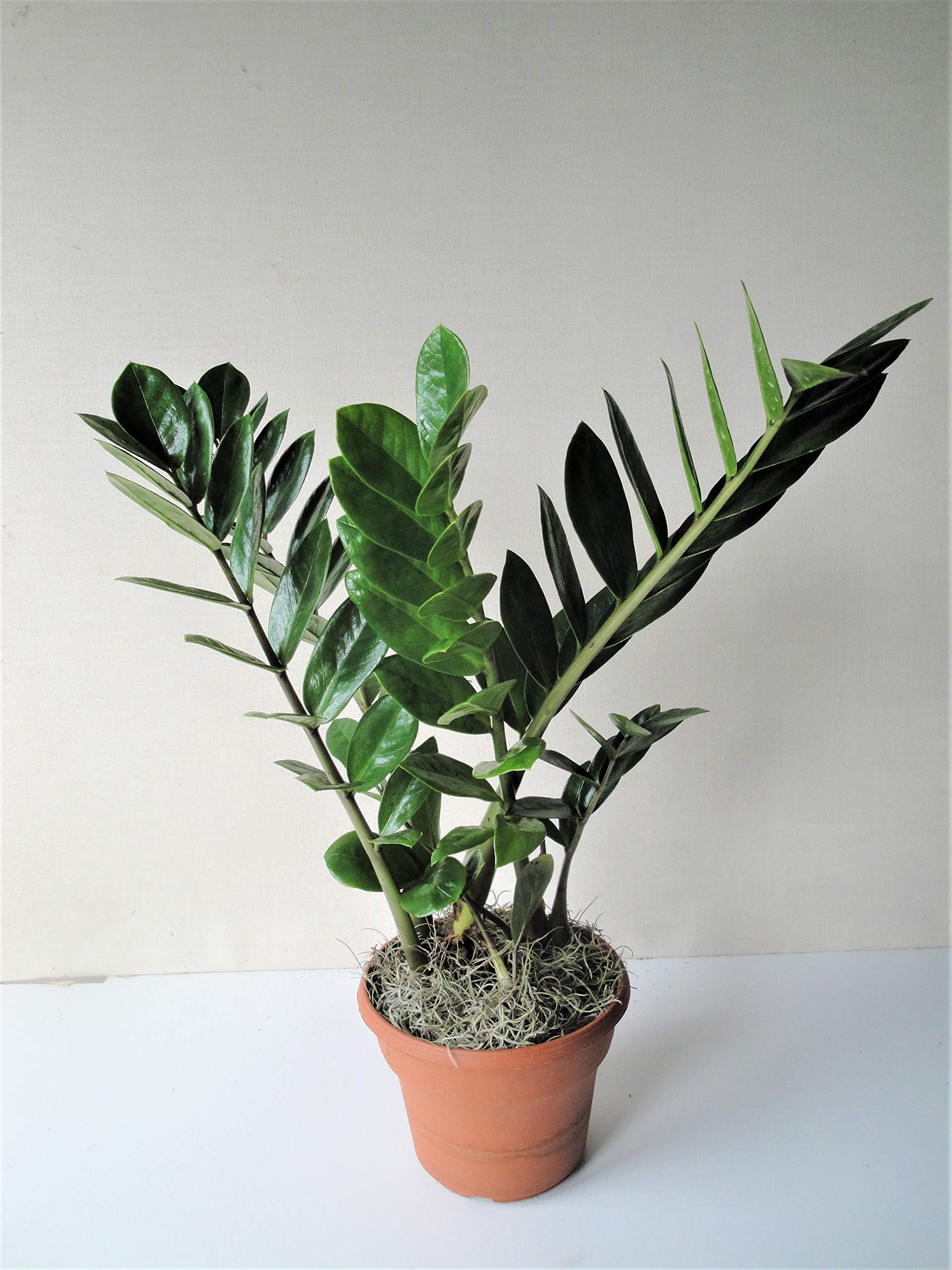 Mature Zz Zamioculcas Zamiifolia Plant 16 18 Inches Tall In A Six Inch Pot Buy Online In Dominica At Desertcart Productid