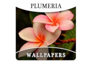 Plumeria Flower HD Wallpapers And Background