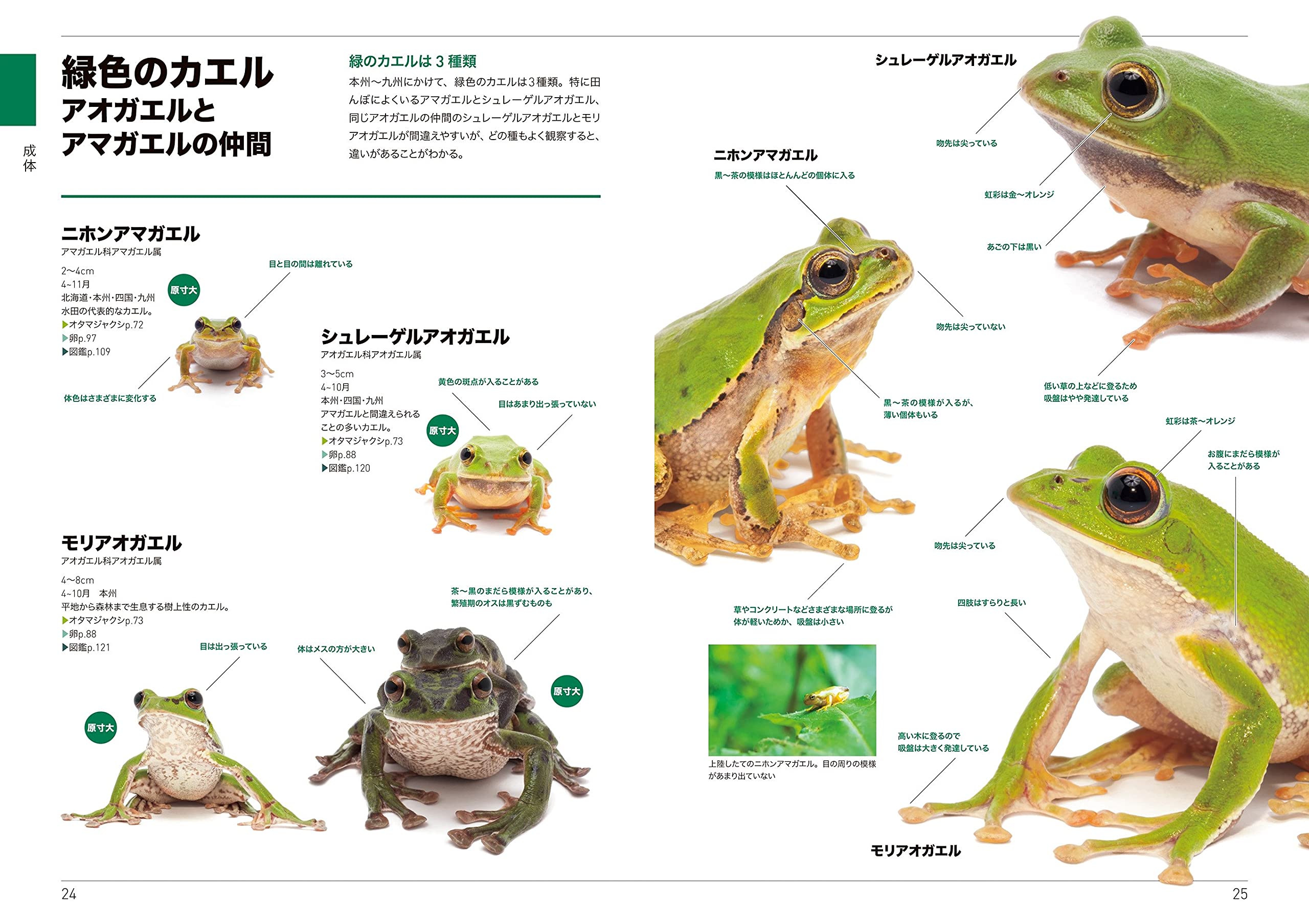 くらべてわかるカエル くらべてわかる図鑑 松橋 利光 本 通販 Amazon