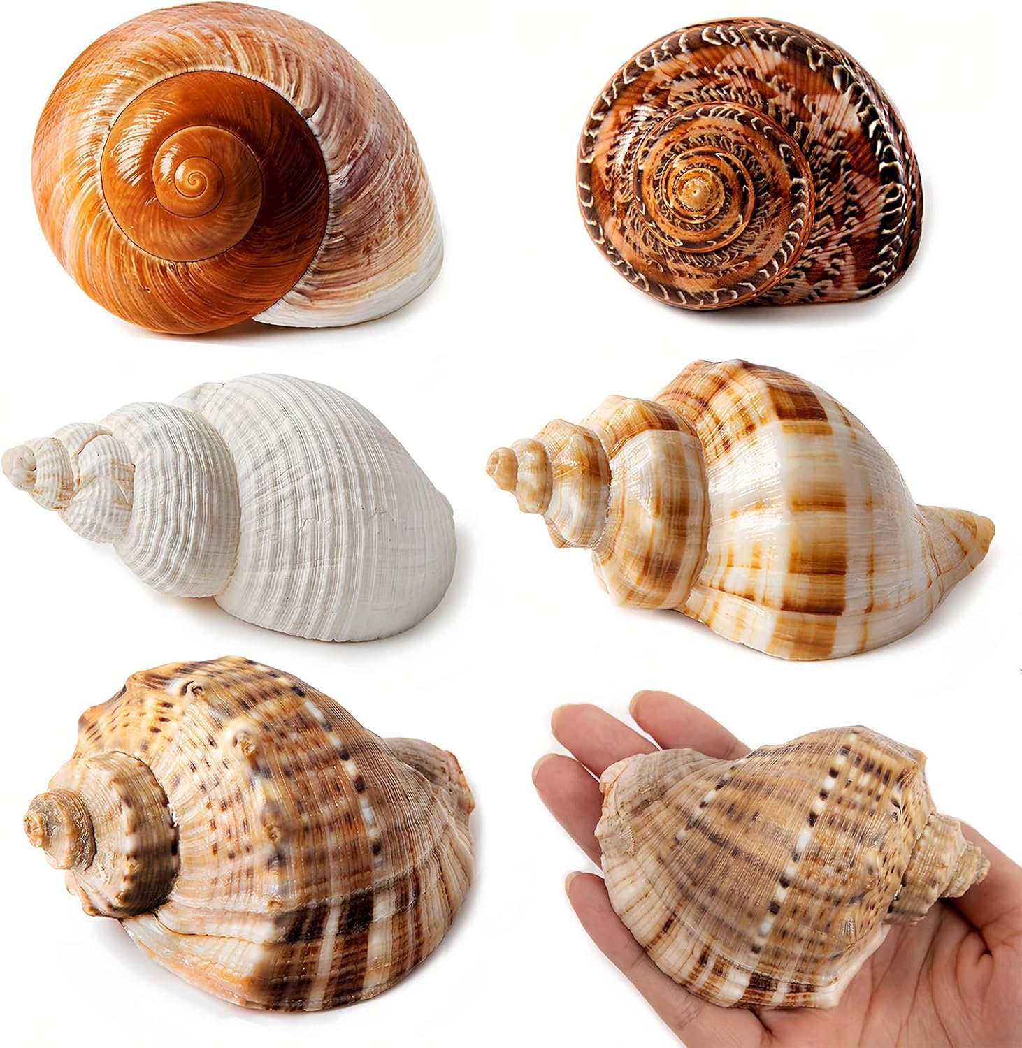 SKOOLOVE 5 PCS Extra Large Hermit Crab Shells, Natural Sea Conch Size 7-10cm, Opening Size 3.8-6.5cm, Turbo Seashells for Hermit Crab Supplies and Beach Decoration Large Sea Shell