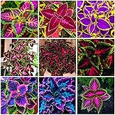 150+ Coleus Rainbow Mix Seeds - Colorful Indoor/Outdoor Flower Seeds for Butterflies & Gardens (Non-GMO)