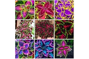 150+ Coleus Rainbow Mix Seeds - Colorful Indoor/Outdoor Flower Seeds for Butterflies & Gardens (Non-GMO)
