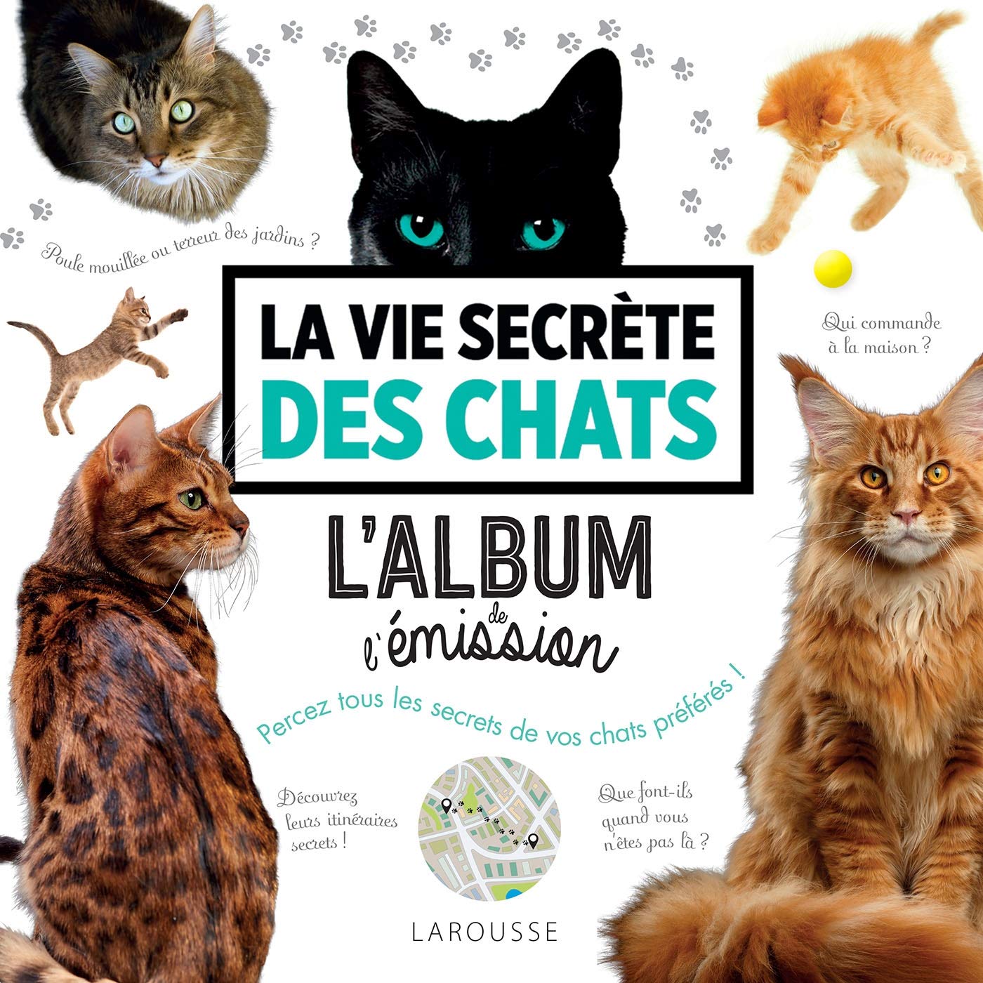 La Vie Secrete Des Chats La Saison 3 Arrive Le 27 Octobre Sur Tf1