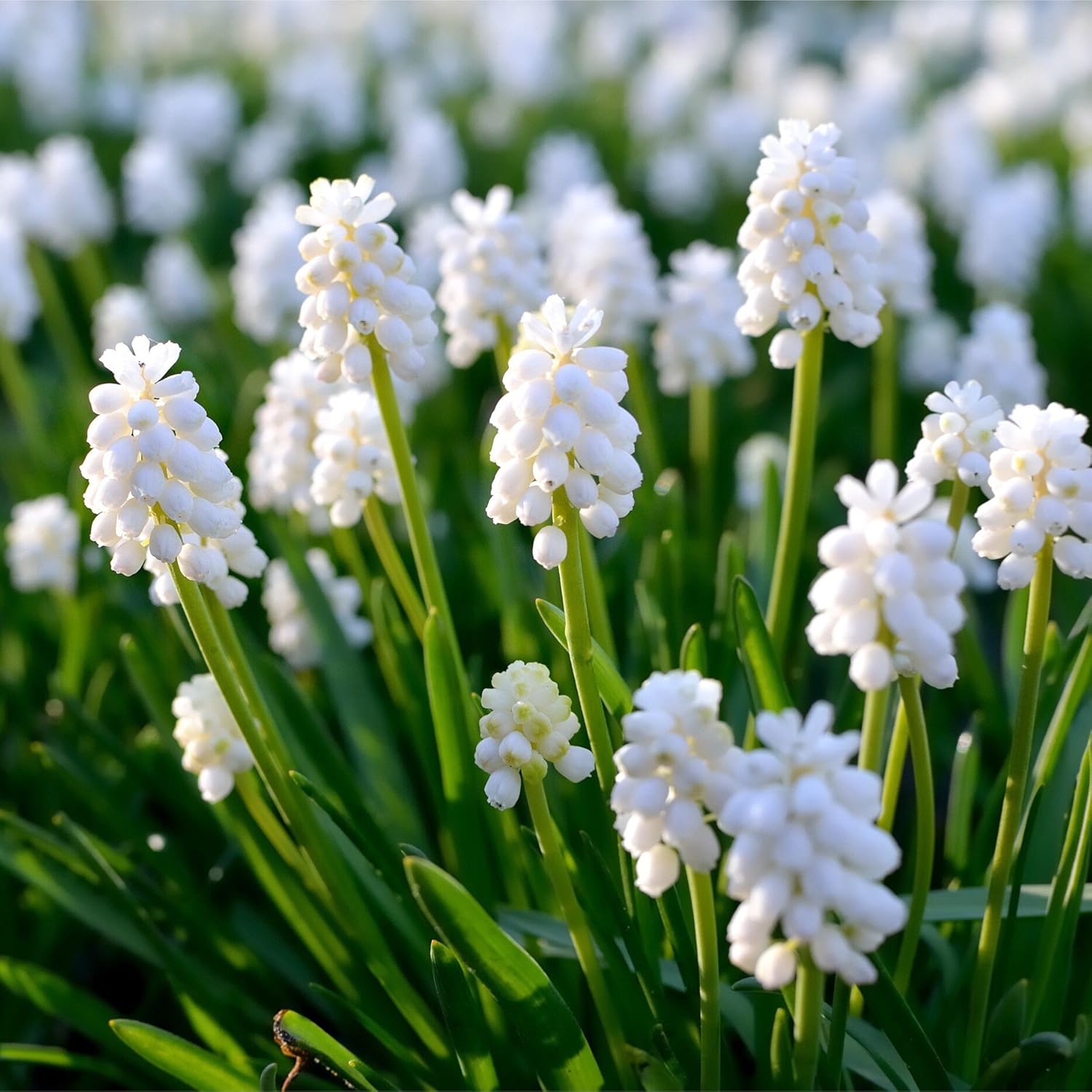 by Woodland bulbs® 50 x Muscari Bulbs ‘White Magic� Grape