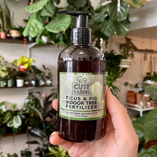 CUTE FARMS INDOOR FIDDLE LEAF FICUS LYRATA & FIG TREE FERTILIZER | GENTLE PLANT FOOD CONCENTRATE 3-1-2 FOR HEALTHY LEAVES & ROOTS (TWO – 8 OZ. BOTTLES)