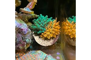 KFPSHLQE Anemone Nest,Fish Tank Decorations,Saltwater Aquarium Accessories,Aquarium Decor,Anemone Coral Ideal Habitat (Flat Mouth 1.97-2.36 in)
