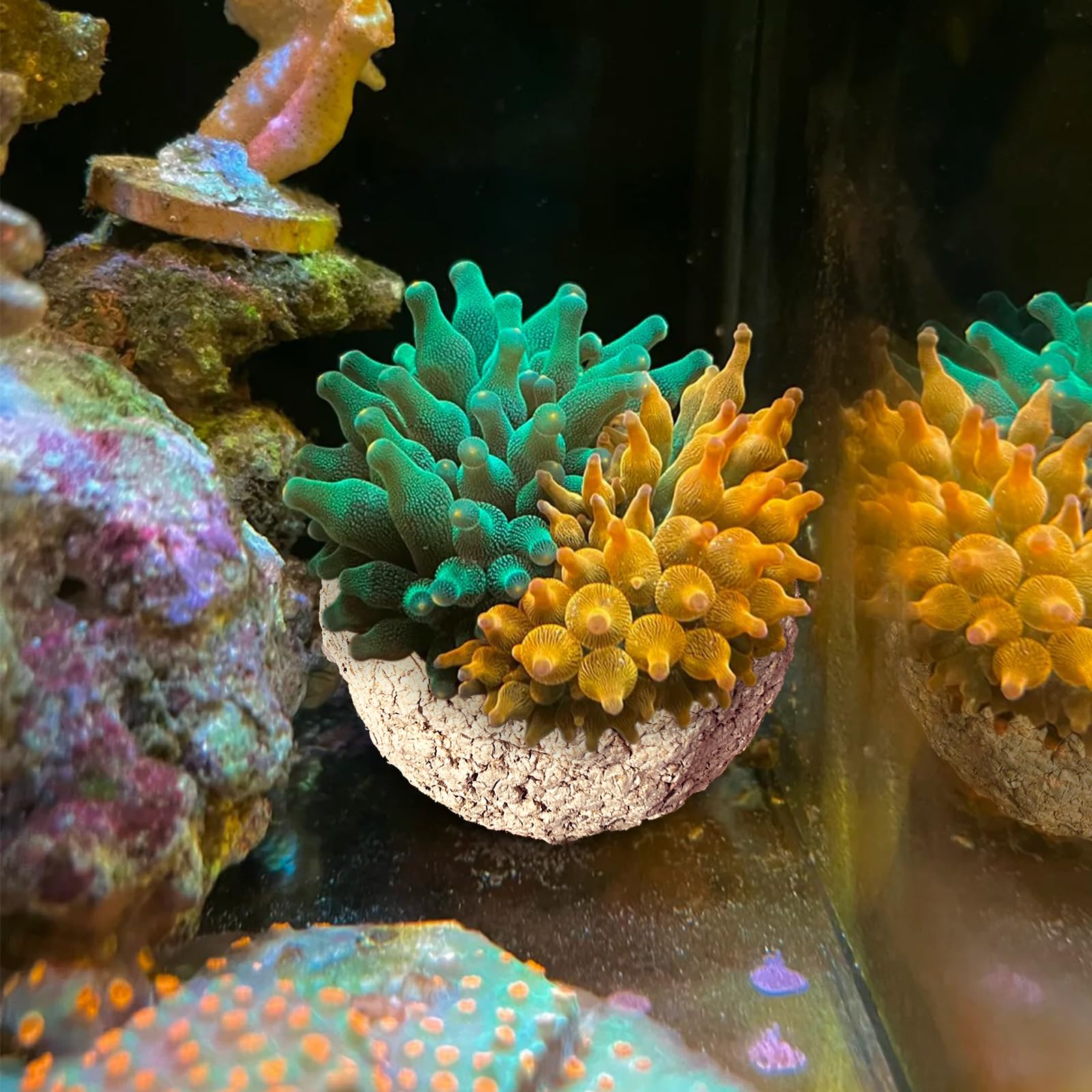 Photo 1 of KFPSHLQE Anemone Nest,Fish Tank Decorations,Saltwater Aquarium Accessories,Aquarium Decor,Anemone Coral Ideal Habitat (Flat Mouth 1.97-2.36 in)