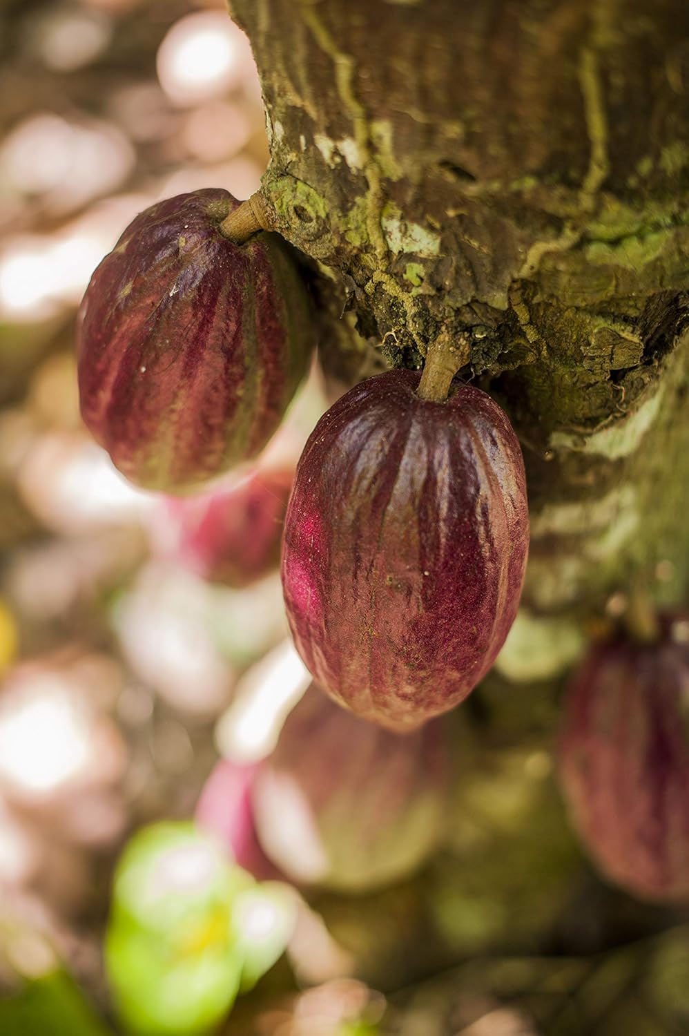 Amazon Com Cacao Venezolano Fotos Para Mejorar Tu Decoracion