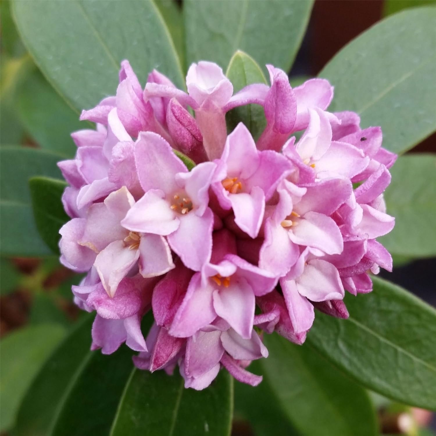 Daphne odora Sweet Amethyst New Winter Daphne Plant in 9 cm Pot Amazon.co.uk Garden & Outdoors