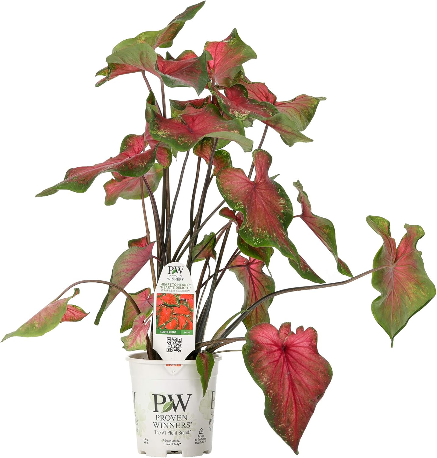 Proven Winners CLDPRW1327800 Heart's Delight Caladium Live