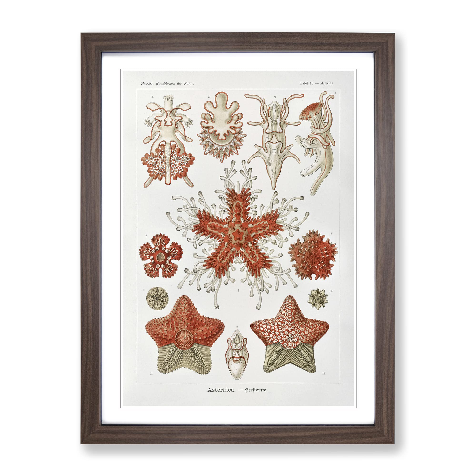 Asteridea Starfish By Ernst Haeckel Vintage Framed Wall Art Print, Ready to Hang Picture for Living Room Bedroom Home Office Décor, Walnut A3 (34 x 46 cm)